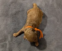 Bamm Bamm 🧡, a male Poodle - Toy  for sale in Meta, MO – 10 of 10