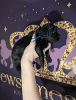 Mufasa 💙, a male Poodle - Miniature  for sale in Meta, MO – 10 of 10