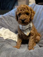 Cal 🤍, a male Poodle - Miniature  for sale in Meta, MO – 6 of 10