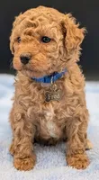 Fred 🩵, a male Poodle - Toy  for sale in Meta, MO – Photo 2 of 10