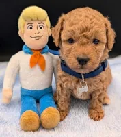 Fred 🩵, a male Poodle - Toy  for sale in Meta, MO – Photo 6 of 10