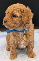 Fred 🩵, a male Poodle - Toy  for sale in Meta, MO – Photo 9 of 10