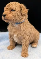 Fred 🩵, a male Poodle - Toy  for sale in Meta, MO – Photo 5 of 10