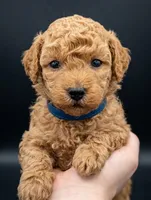 Fred 🩵, a male Poodle - Toy  for sale in Meta, MO – Photo 8 of 10