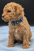 Fred 🩵, a male Poodle - Toy  for sale in Meta, MO – Photo 4 of 10