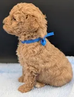Fred 🩵, a male Poodle - Toy  for sale in Meta, MO – Photo 10 of 10