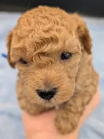 Fred 🩵, a male Poodle - Toy  for sale in Meta, MO – Photo 7 of 10