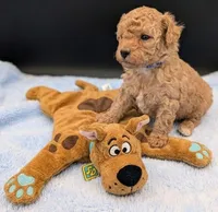 Fred 🩵, a male Poodle - Toy  for sale in Meta, MO – Photo 1 of 10