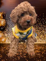 Cinnamon 💜, a female Poodle - Toy  for sale in Meta, MO – Photo 10 of 10