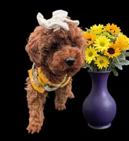 Cinnamon 💜, a female Poodle - Toy  for sale in Meta, MO – Photo 2 of 10