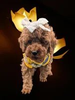 Cinnamon 💜, a female Poodle - Toy  for sale in Meta, MO – Photo 7 of 10