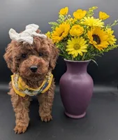 Cinnamon 💜, a female Poodle - Toy  for sale in Meta, MO – Photo 5 of 10