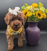 Cinnamon 💜, a female Poodle - Toy  for sale in Meta, MO – Photo 4 of 10