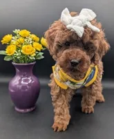 Cinnamon 💜, a female Poodle - Toy  for sale in Meta, MO – Photo 1 of 10