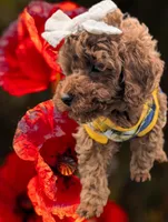 Cinnamon 💜, a female Poodle - Toy  for sale in Meta, MO – Photo 9 of 10