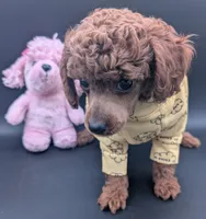 Jessie 💛, a female Poodle - Miniature  for sale in Meta, MO – 6 of 10