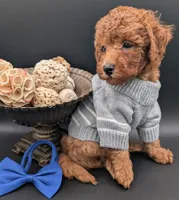 Blueberry 🫐, a male Poodle - Toy  for sale in Meta, MO – 3 of 10