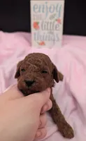 Bo Peep 🩷, a female Poodle - Miniature  for sale in Meta, MO – 9 of 10