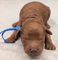 Caleb 🩵, a male Poodle - Miniature  for sale in Meta, MO – 3 of 10