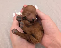 Cal 🤍, a male Poodle - Miniature  for sale in Meta, MO – 3 of 10