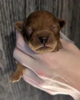 Mohawk 🩶, a male Poodle - Miniature  for sale in Meta, MO – 9 of 10