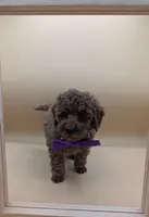 Cinnamon 💜, a female Poodle - Toy  for sale in Meta, MO – Photo 3 of 10