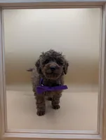 Cinnamon 💜, a female Poodle - Toy  for sale in Meta, MO – Photo 7 of 10