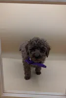 Cinnamon 💜, a female Poodle - Toy  for sale in Meta, MO – Photo 1 of 10