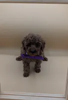 Cinnamon 💜, a female Poodle - Toy  for sale in Meta, MO – Photo 2 of 10