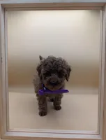 Cinnamon 💜, a female Poodle - Toy  for sale in Meta, MO – Photo 10 of 10