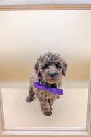 Cinnamon 💜, a female Poodle - Toy  for sale in Meta, MO – Photo 8 of 10