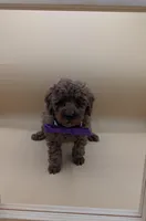 Cinnamon 💜, a female Poodle - Toy  for sale in Meta, MO – Photo 4 of 10