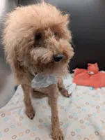 Scarlet Retired AKC Registered , a female Poodle - Miniature  for sale in Meta, MO – 4 of 10