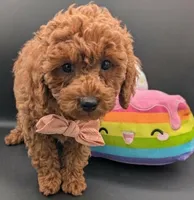 Maple 🍁, a female Poodle - Toy  for sale in Meta, MO – Photo 2 of 10