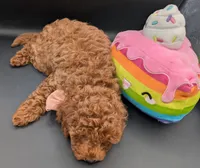 Maple 🍁, a female Poodle - Toy  for sale in Meta, MO – Photo 10 of 10