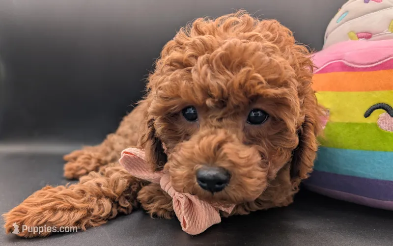 Maple 🍁 – Poodle - Toy  puppy for sale in Meta, MO
