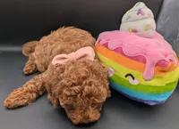 Maple 🍁, a female Poodle - Toy  for sale in Meta, MO – Photo 7 of 10