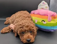 Maple 🍁, a female Poodle - Toy  for sale in Meta, MO – Photo 9 of 10