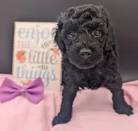 Sarabi 💜, a female Poodle - Miniature  for sale in Meta, MO – 6 of 10