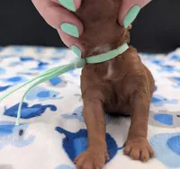 Shaggy 💚, a male Poodle - Toy  for sale in Meta, MO – Photo 4 of 10