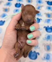 Shaggy 💚, a male Poodle - Toy  for sale in Meta, MO – Photo 2 of 10