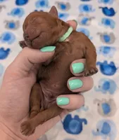 Shaggy 💚, a male Poodle - Toy  for sale in Meta, MO – Photo 5 of 10