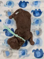 Shaggy 💚, a male Poodle - Toy  for sale in Meta, MO – Photo 8 of 10