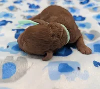 Shaggy 💚, a male Poodle - Toy  for sale in Meta, MO – Photo 7 of 10