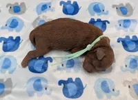 Shaggy 💚, a male Poodle - Toy  for sale in Meta, MO – Photo 10 of 10