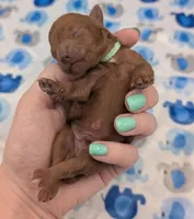Shaggy 💚, a male Poodle - Toy  for sale in Meta, MO – Photo 3 of 10