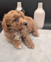 Snoopy 🖤, a male Poodle - Toy  for sale in Meta, MO – 10 of 10