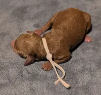 Watermelon 🍉, a female Poodle - Toy  for sale in Meta, MO – 6 of 10