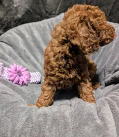 Sophie 💜, a female Poodle - Miniature  for sale in Meta, MO – 5 of 10