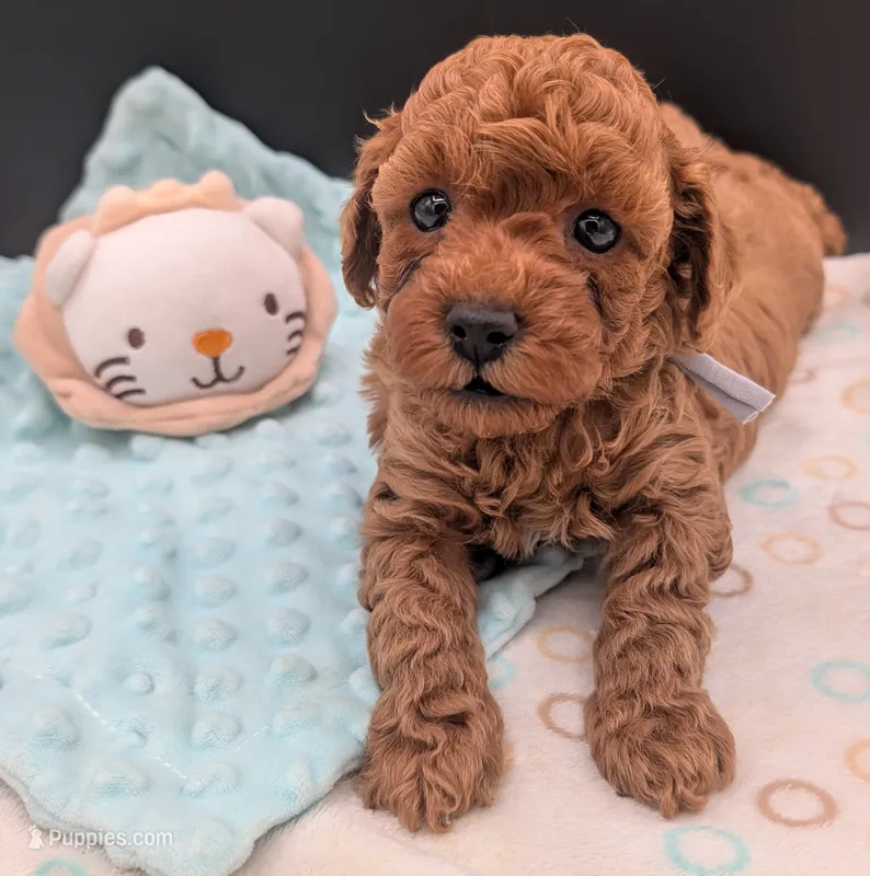 Mohawk 🩶 – Poodle - Toy  puppy for sale in Meta, MO